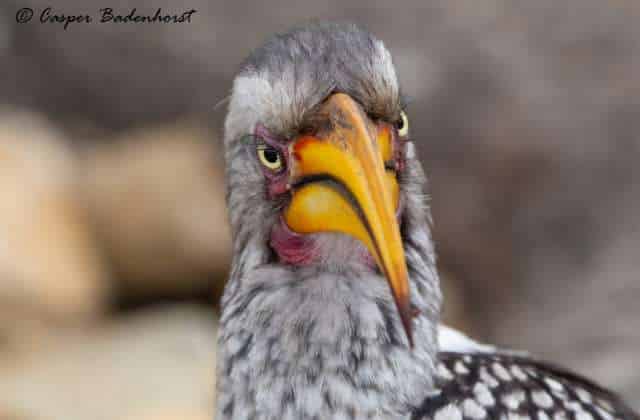 Beginner’s Guide to Birding in Hoedspruit – 5 Birds to spot