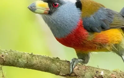 Bushveld Birding Season: Summer Migrants in Hoedspruit