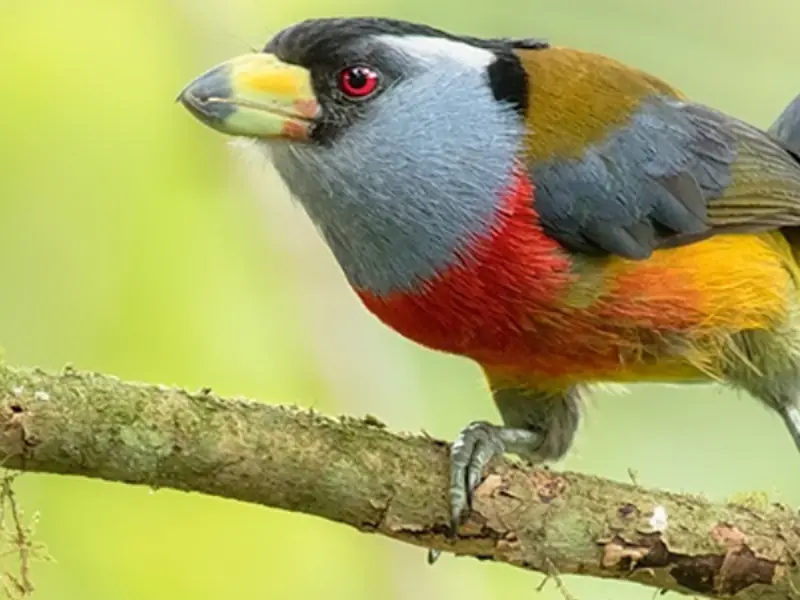 Birding 
