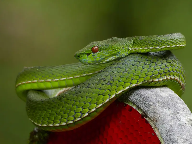 Hoedspruit Snake Park
