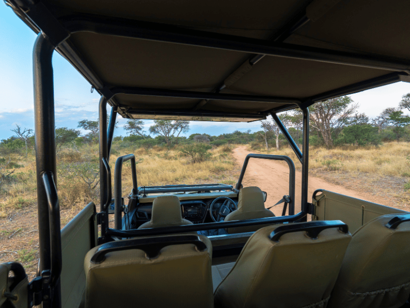Kruger Park Safari